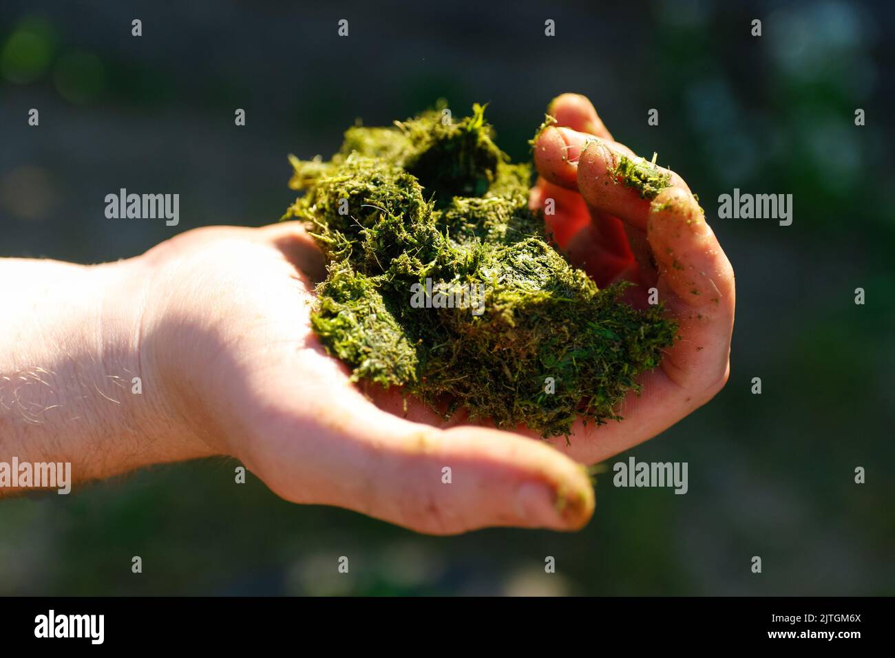 Refocalisation de l'herbe tondue dans les mains. Environnement Journée de la Terre entre les mains des arbres qui cultivent des semis. Fond vert main femelle tenant l'arbre sur la nature fie Banque D'Images