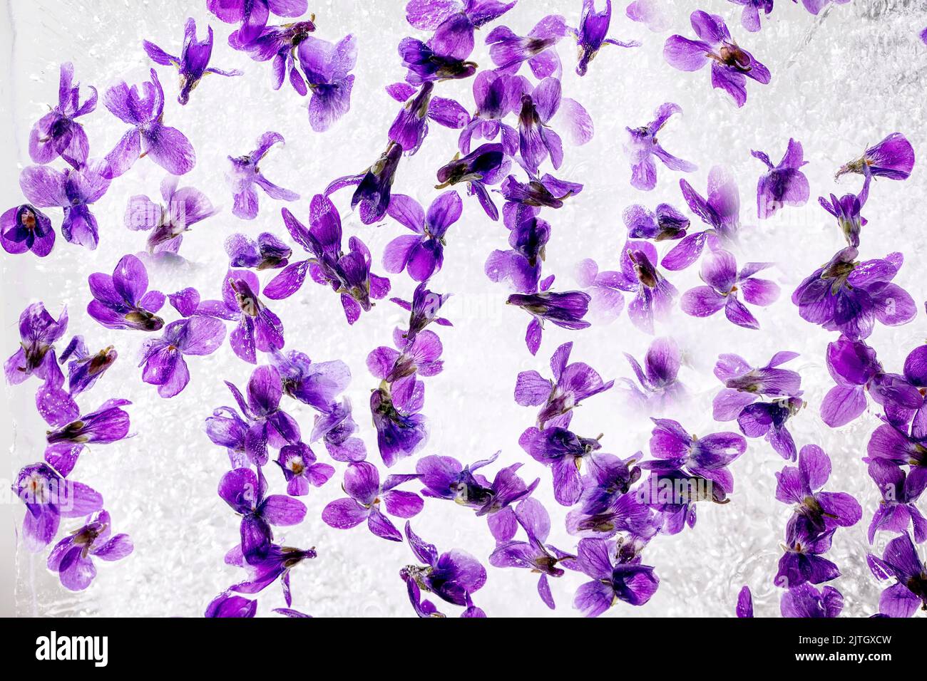 Glace à la fleur pour les cocktails boissons froides. Les violettes fleurissent dans un bloc transparent de glace. Gros plan, vue de dessus Banque D'Images
