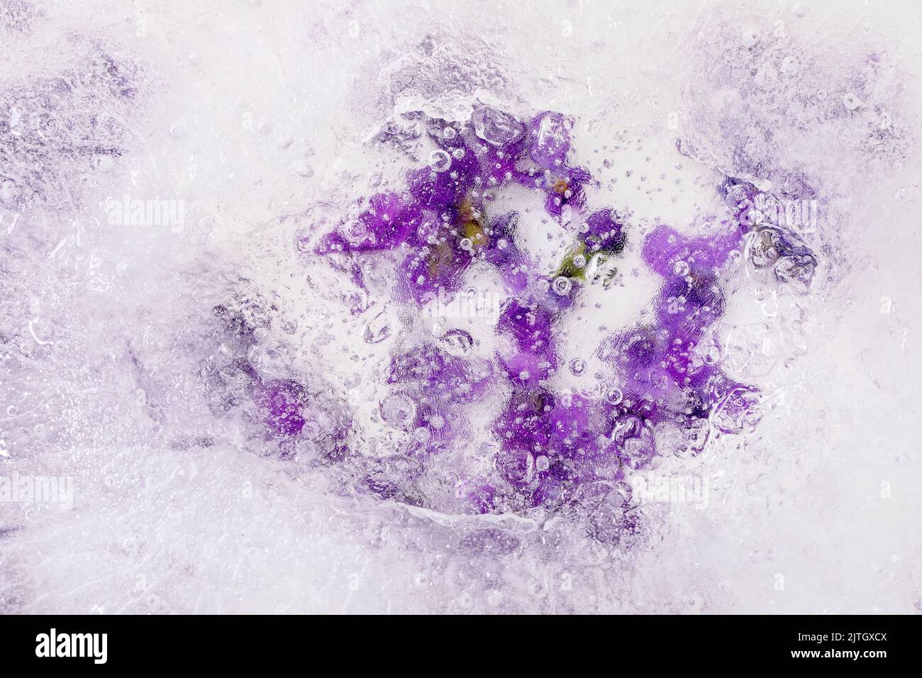 Glace à la fleur pour les cocktails boissons froides. Les violettes fleurissent dans un bloc transparent de glace. Gros plan Banque D'Images