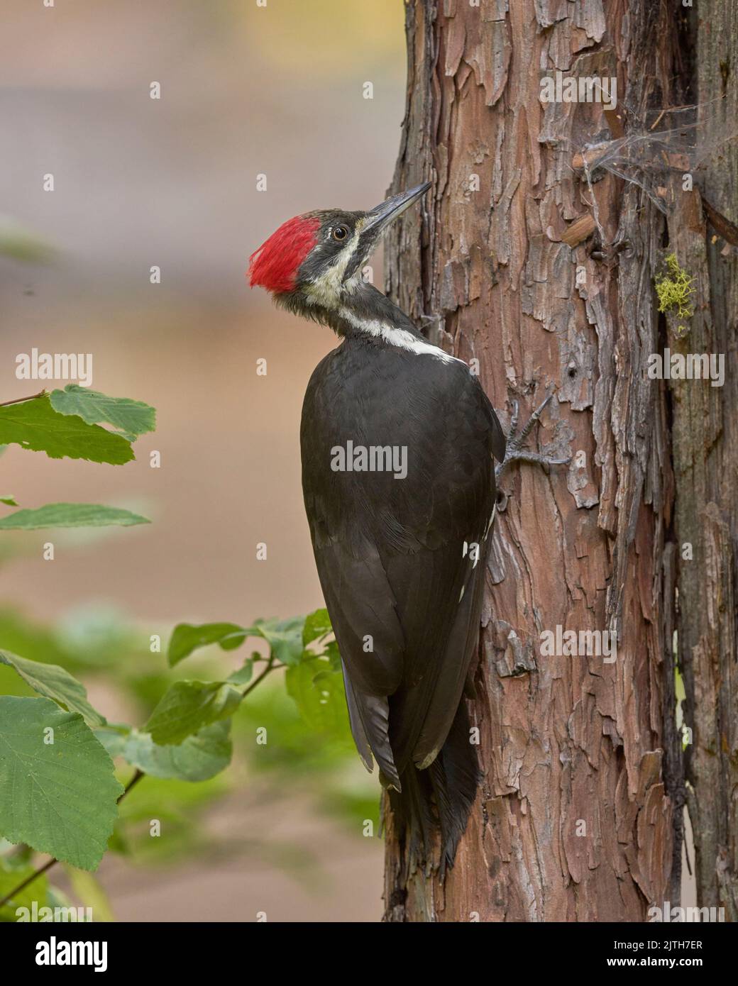 Pic pilé (Dryocopus pileatus) Calaveras Comté Californie États-Unis Banque D'Images