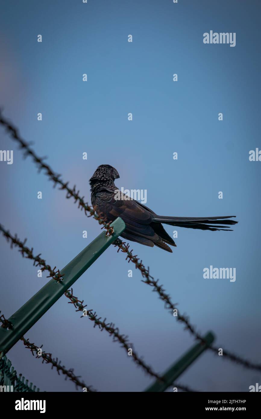 Une verticale d'un oiseau ani à bec lisse perchée sur un fil barbelé. Banque D'Images