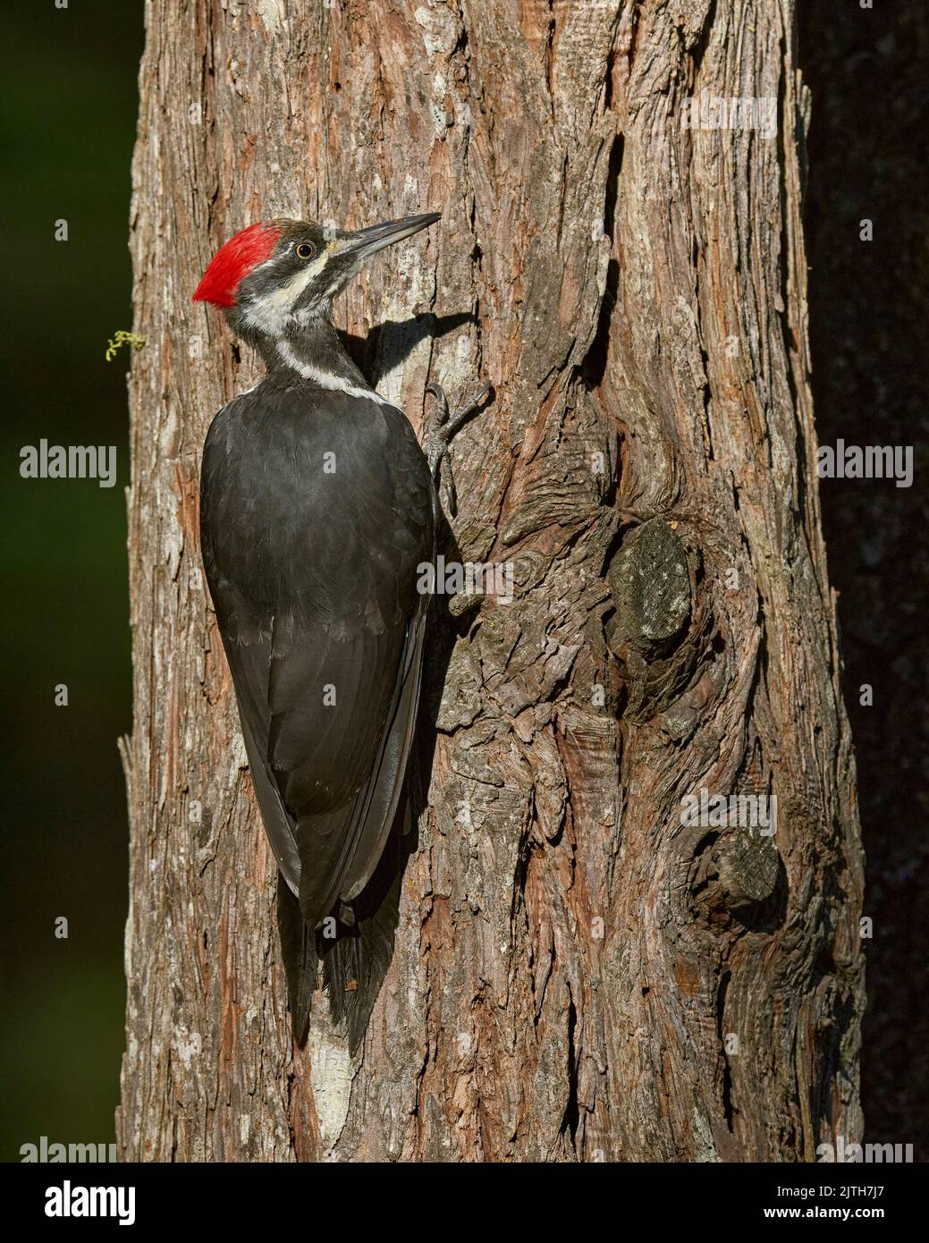 Pic pilé (Dryocopus pileatus) Calaveras Comté Californie États-Unis Banque D'Images