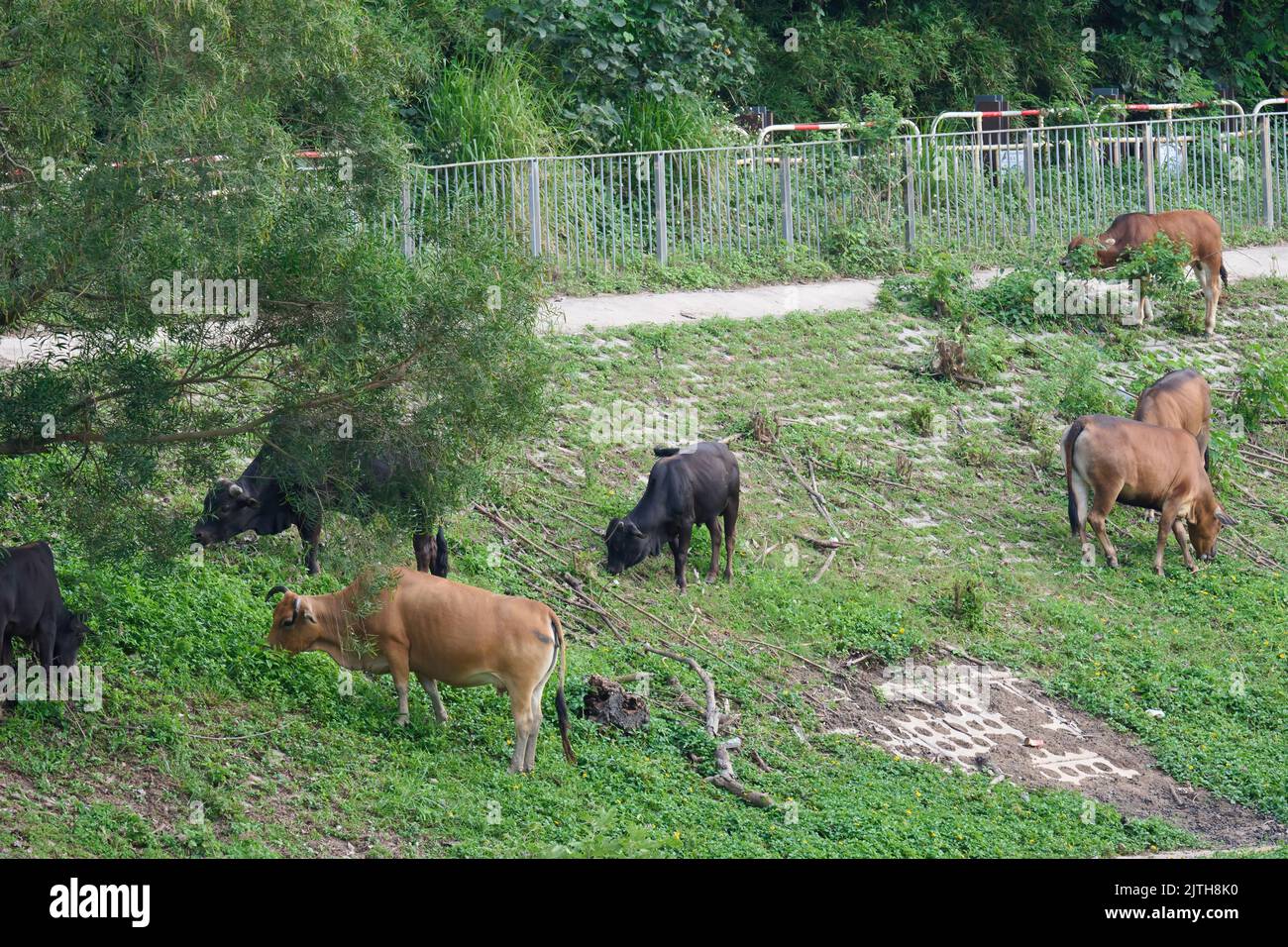 Un groupe de vaches mangeant de l'herbe sur le côté d'une route à Sheung Shui, Hong Kong Banque D'Images