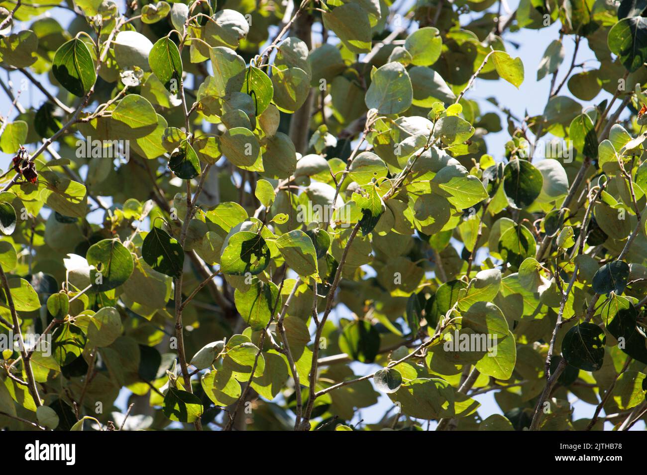 Vert simple alterné crenate feuilles glabres ovées de Populus trichocarpa, Salicaceae, arbre indigène dans les montagnes de San Bernardino, été. Banque D'Images