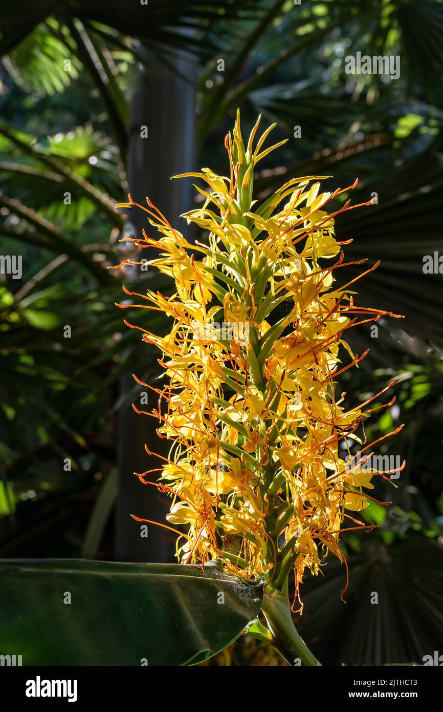 Le lys à gingree jaune (Hedychium), une plante vivace, fait partie de la famille des Zingiberaceae et est originaire de l'Inde, du Bhoutan et du Népal. Banque D'Images