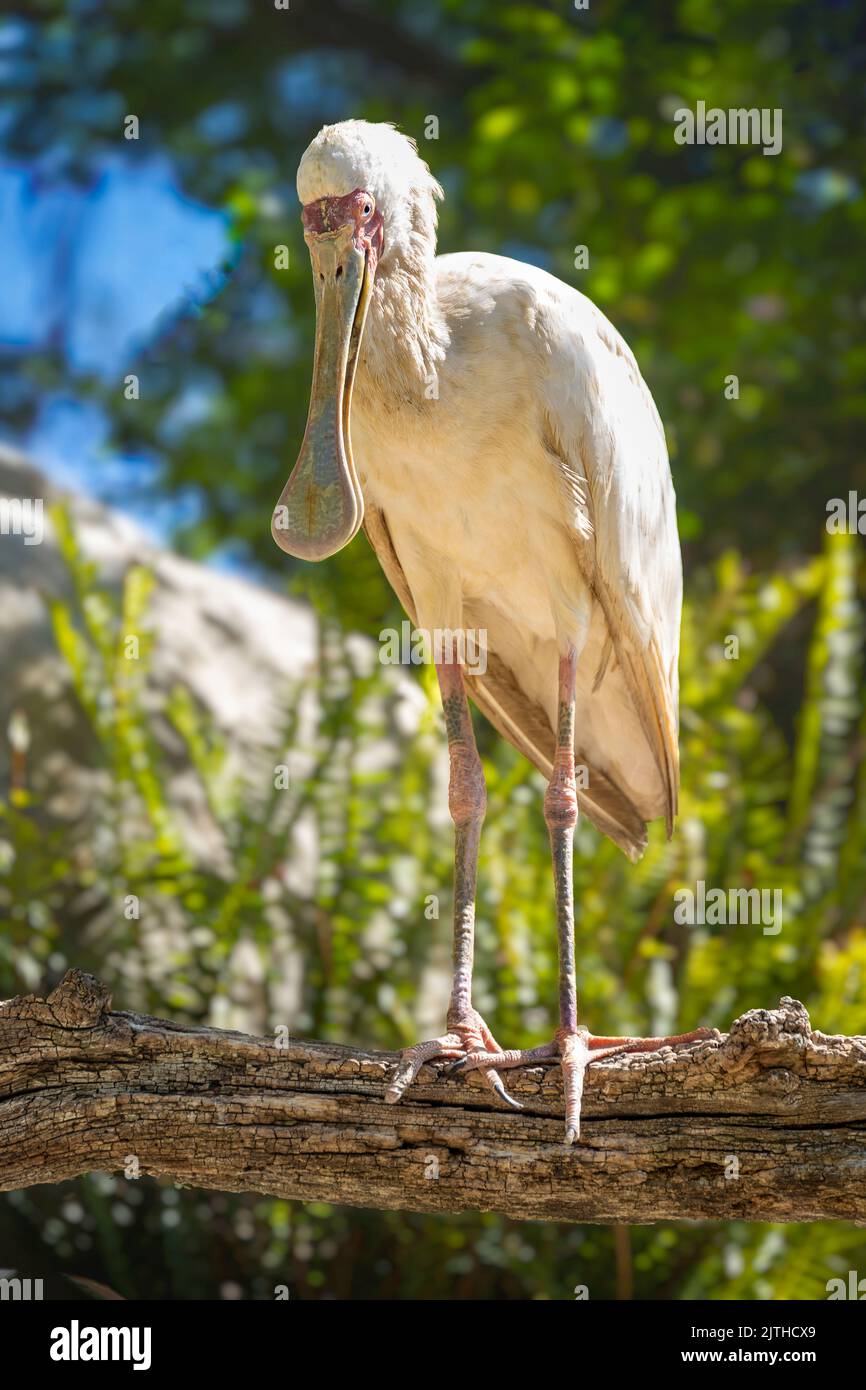 Oiseau de bec-de-bec africain (Platalea Alba) debout sur une branche d'arbre avec fond vert foncé. Banque D'Images