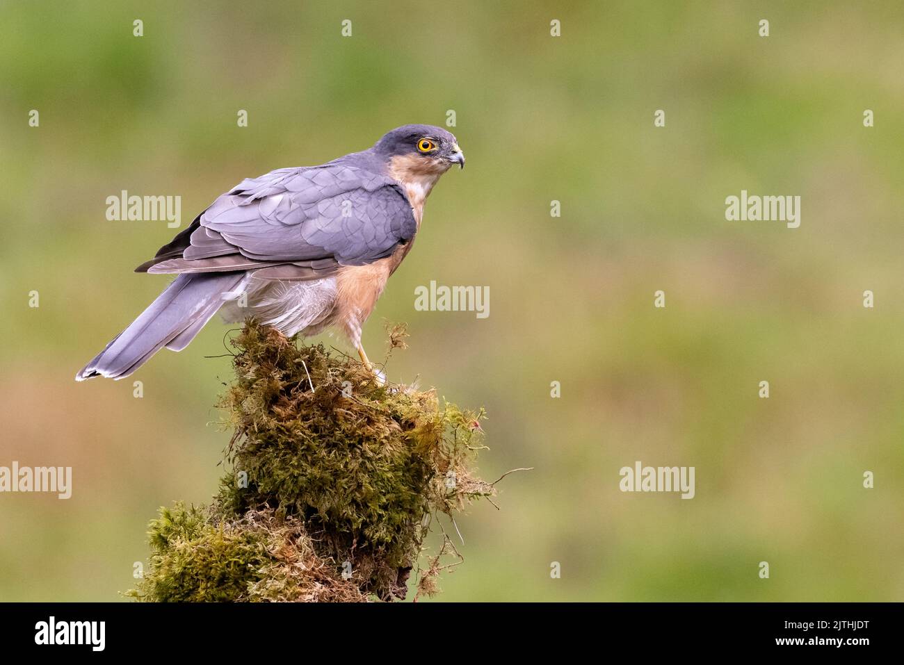 Faucon Ã sourcils mâles [ Accipiter nisus ] sur le poteau Ã mousse Banque D'Images