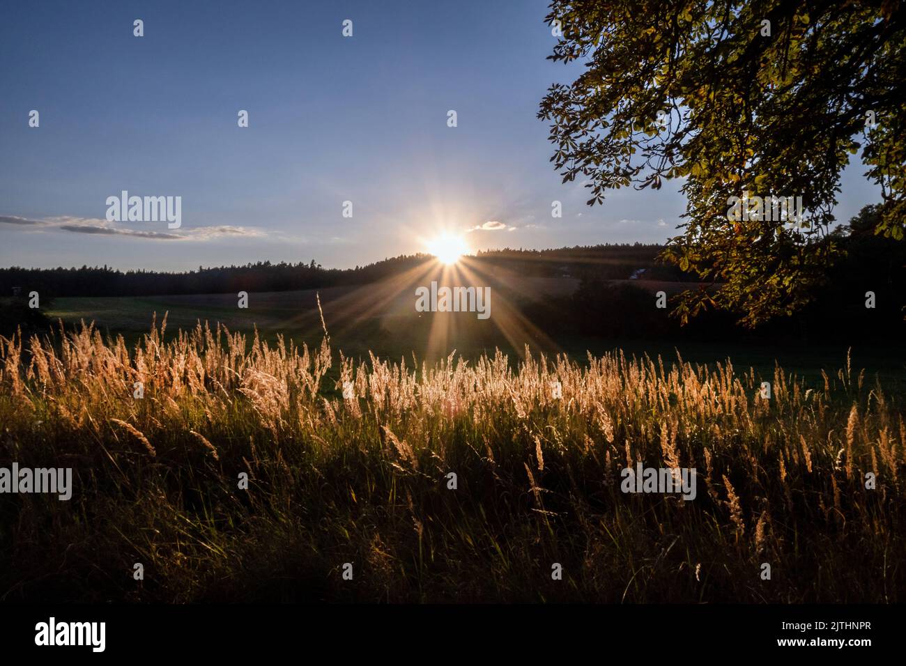 Le soleil couchant illumine les oreilles d'herbe dans le pré, le paysage est enveloppé dans l'ombre après la journée ensoleillée d'été. Banque D'Images