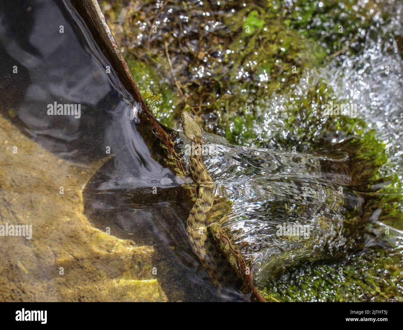 Serpent de dés, nom latin: Natrix tessellata dans un ruisseau dans le parc national de Tara en Serbie Banque D'Images
