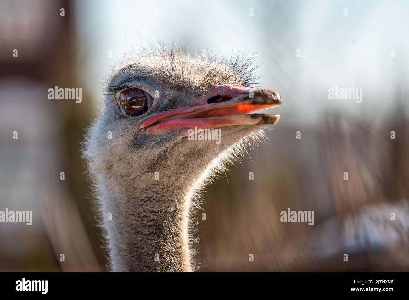 Photo d'un autruche regardant la caméra. Gros plan de la tête d'autruche sur le devant montrant ses grands yeux et bec. Autruche tête frontale en environnement naturel. Banque D'Images