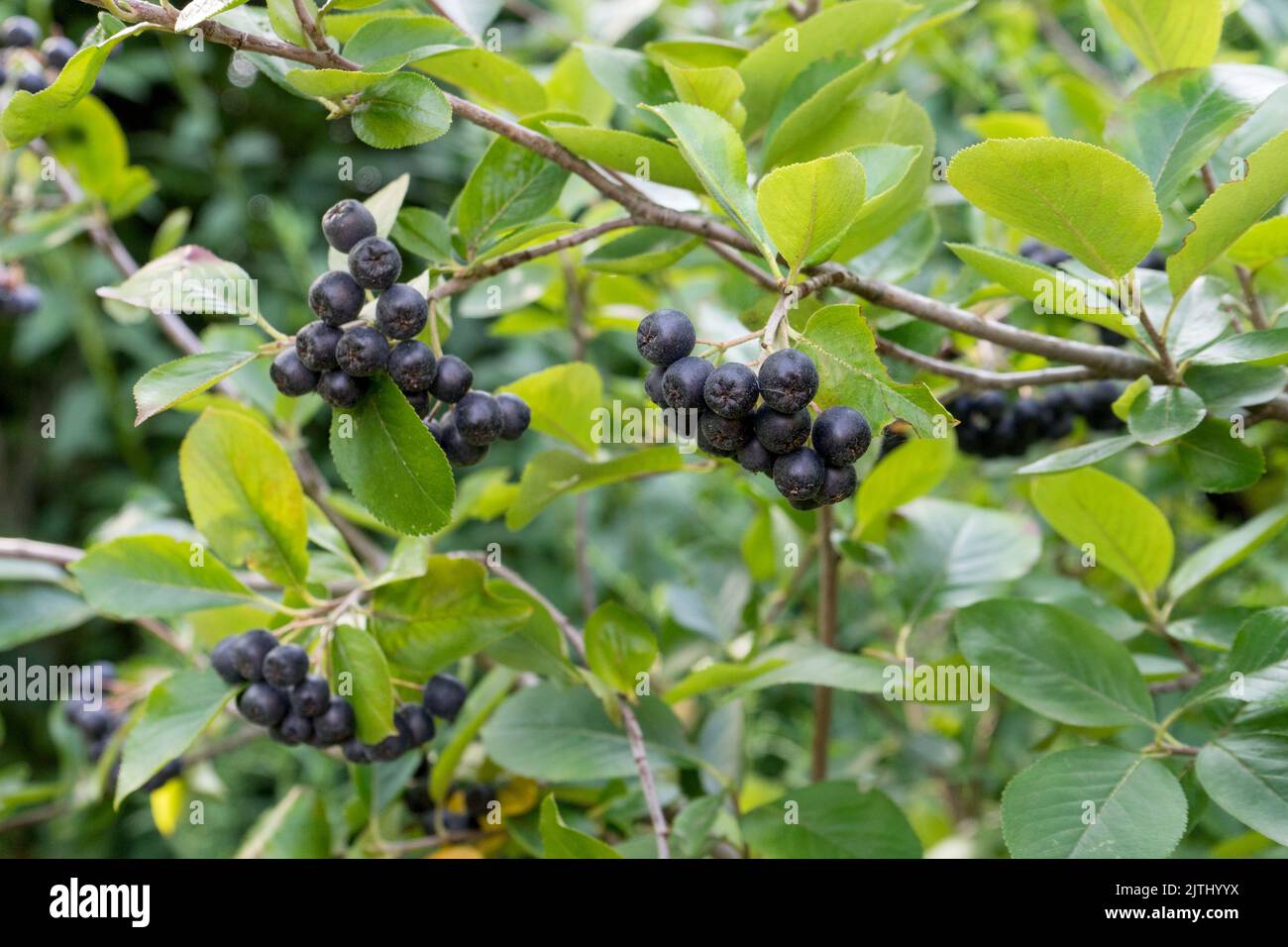 Arbustes aux baies d'aronia mûres Banque D'Images