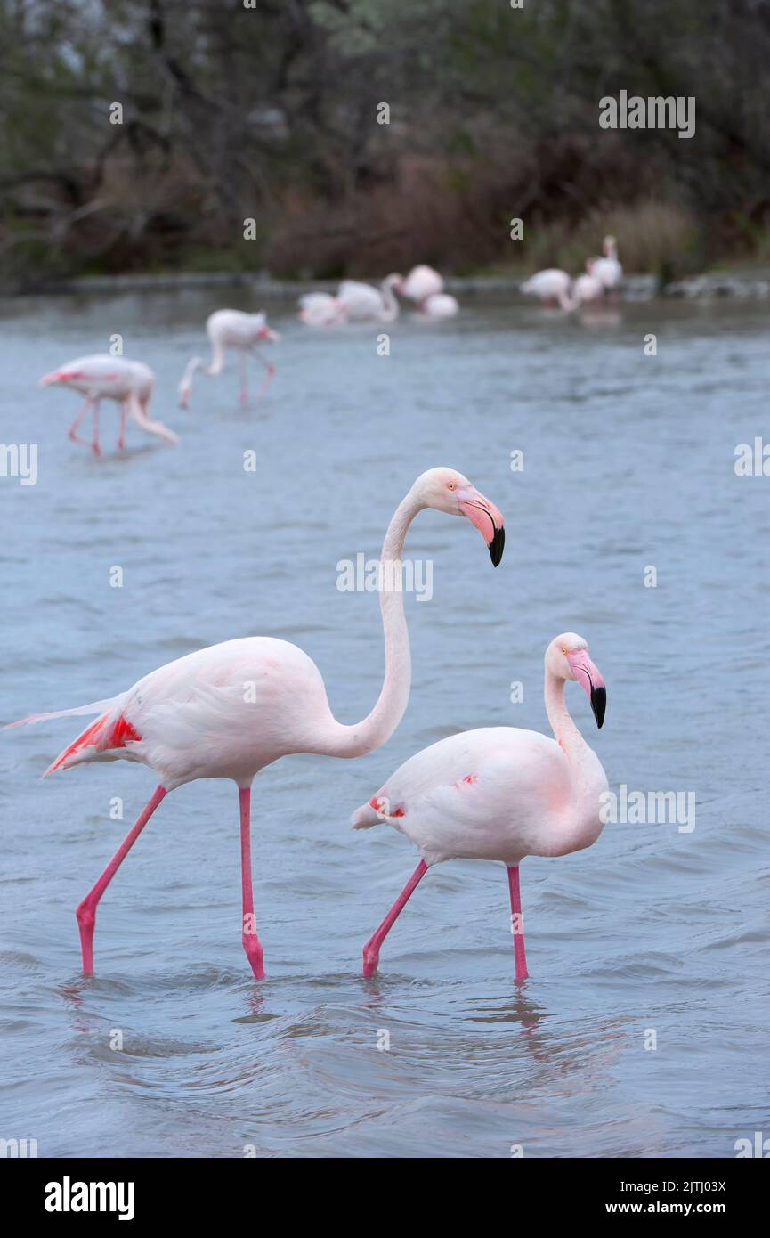 Grand Flamingo (Phoenicopterus roseus), Saintes Maries de la mer, Camargue, France Banque D'Images