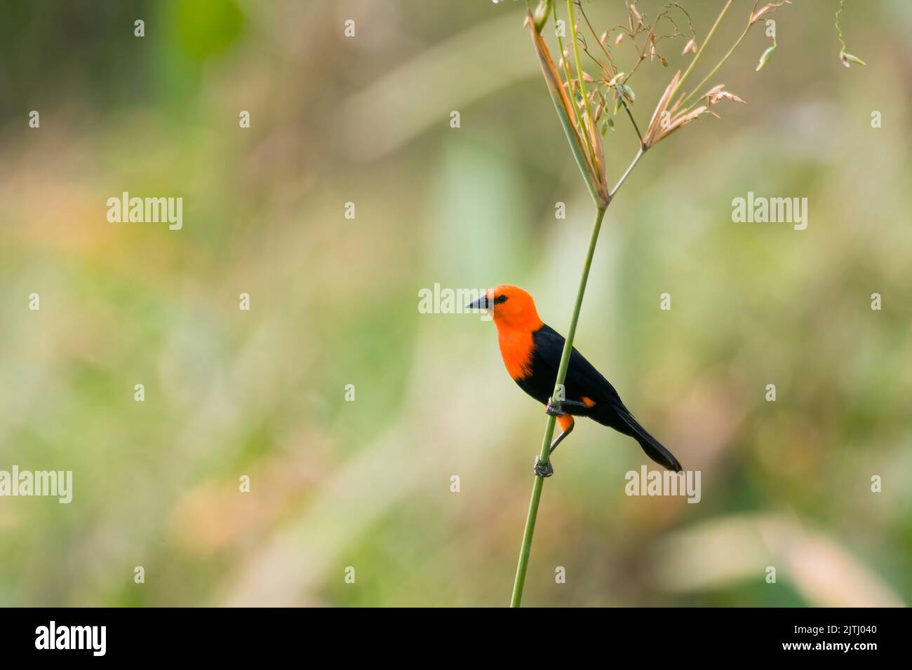 Blackbird (Amblyramphus holosericeus); Pantanal, Mato Grosso, Brésil Banque D'Images