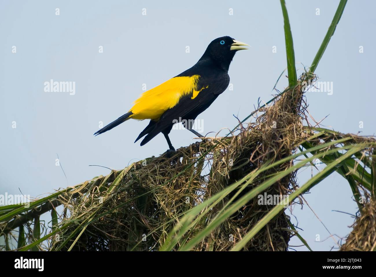 Cacique à rumissement jaune (Cacicus cela); Pantanal, Mato Grosso, Brésil Banque D'Images