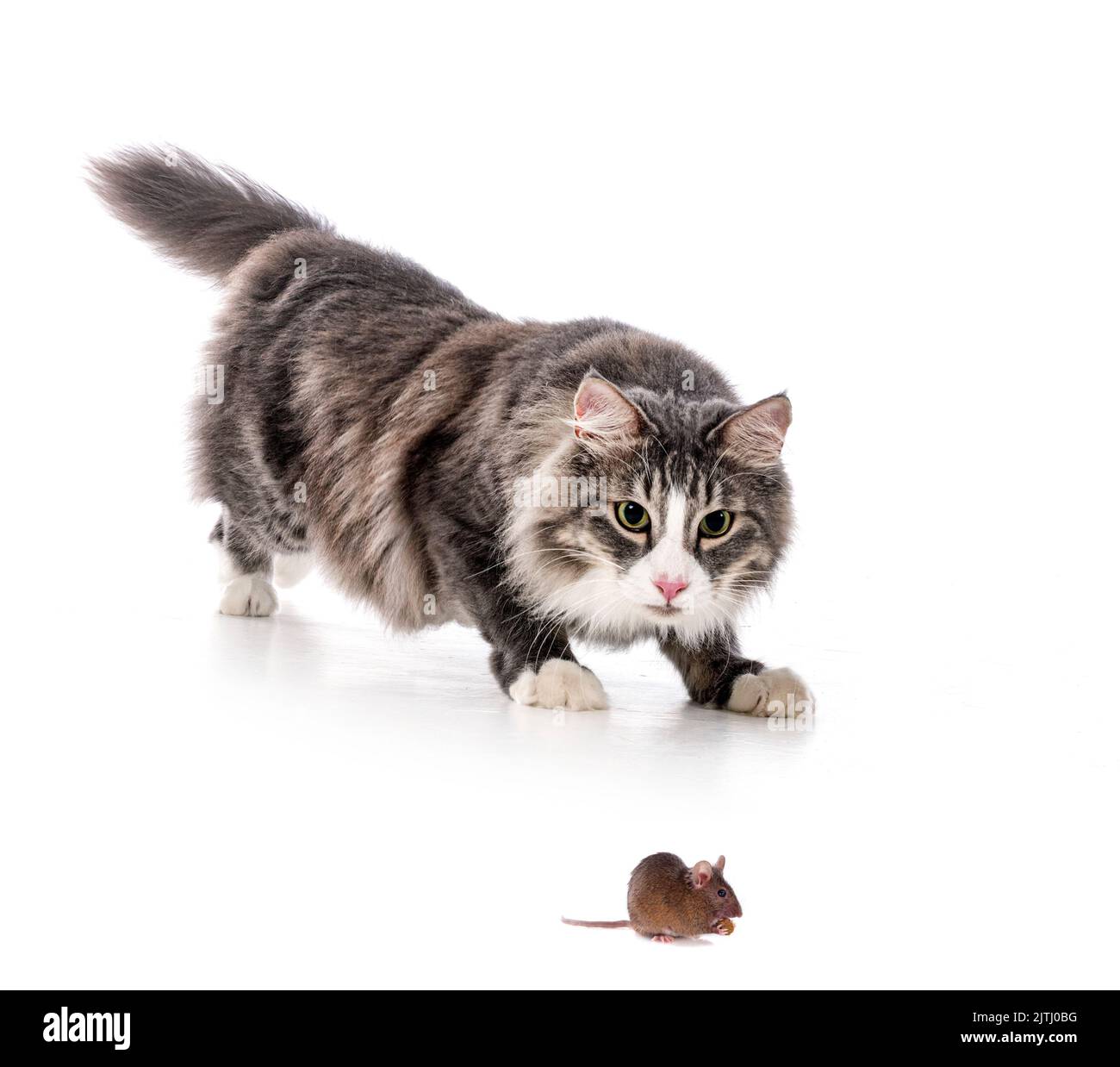 Cat Eating Rat Banque De Photographies Et D Images A Haute Resolution Alamy