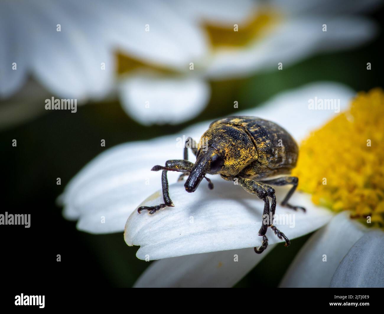 Gros plan d'un scarabée (Curculionidae) sur une camomille Banque D'Images