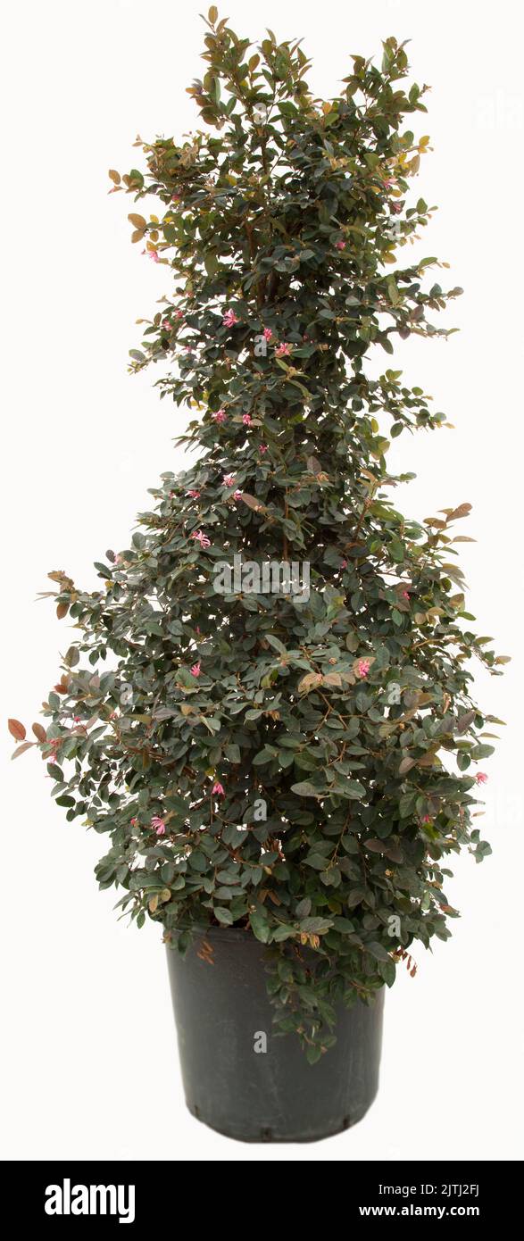 Laura petealum chiniersis plante dans un pot de fleurs sur fond blanc isolé, cliché sélectif. Banque D'Images
