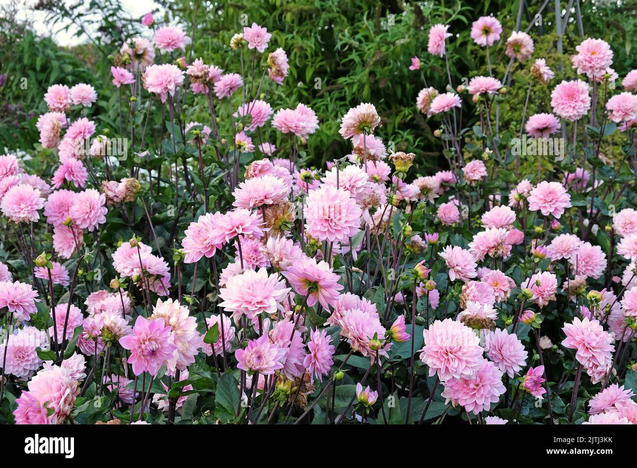 Dahlia 'elody Harmony' en fleur Banque D'Images