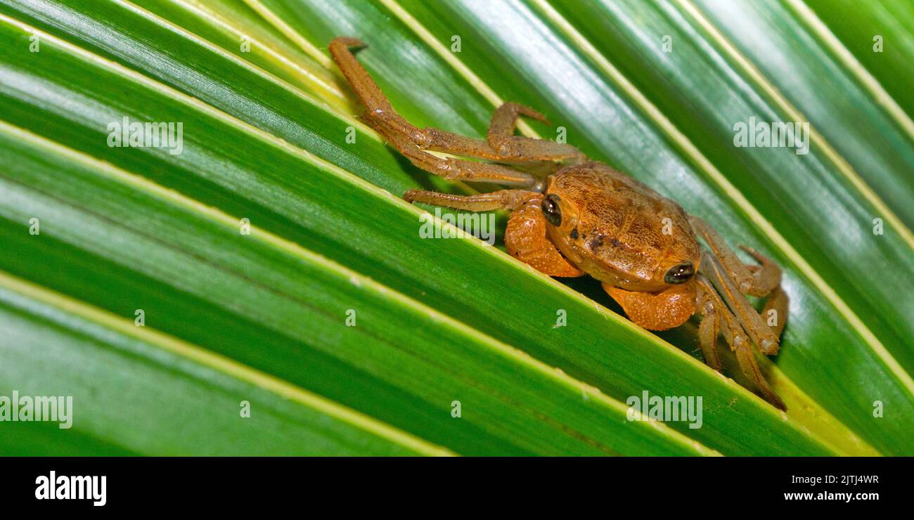 Crabe des forêts tropicales, forêt tropicale, parc national Marino Ballena, Uvita de Osa, Puntarenas, Costa Rica, Amérique centrale, Amérique Banque D'Images