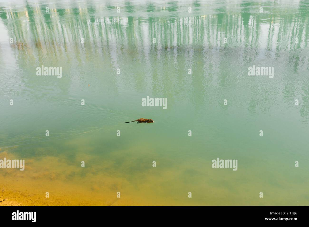 Le rat de mer ou la loutre nage dans l'eau de la rivière Banque D'Images