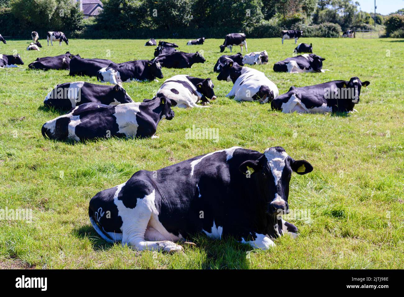 Vaches couché dans un champ tout en ruminant (mâcher le cud). Banque D'Images