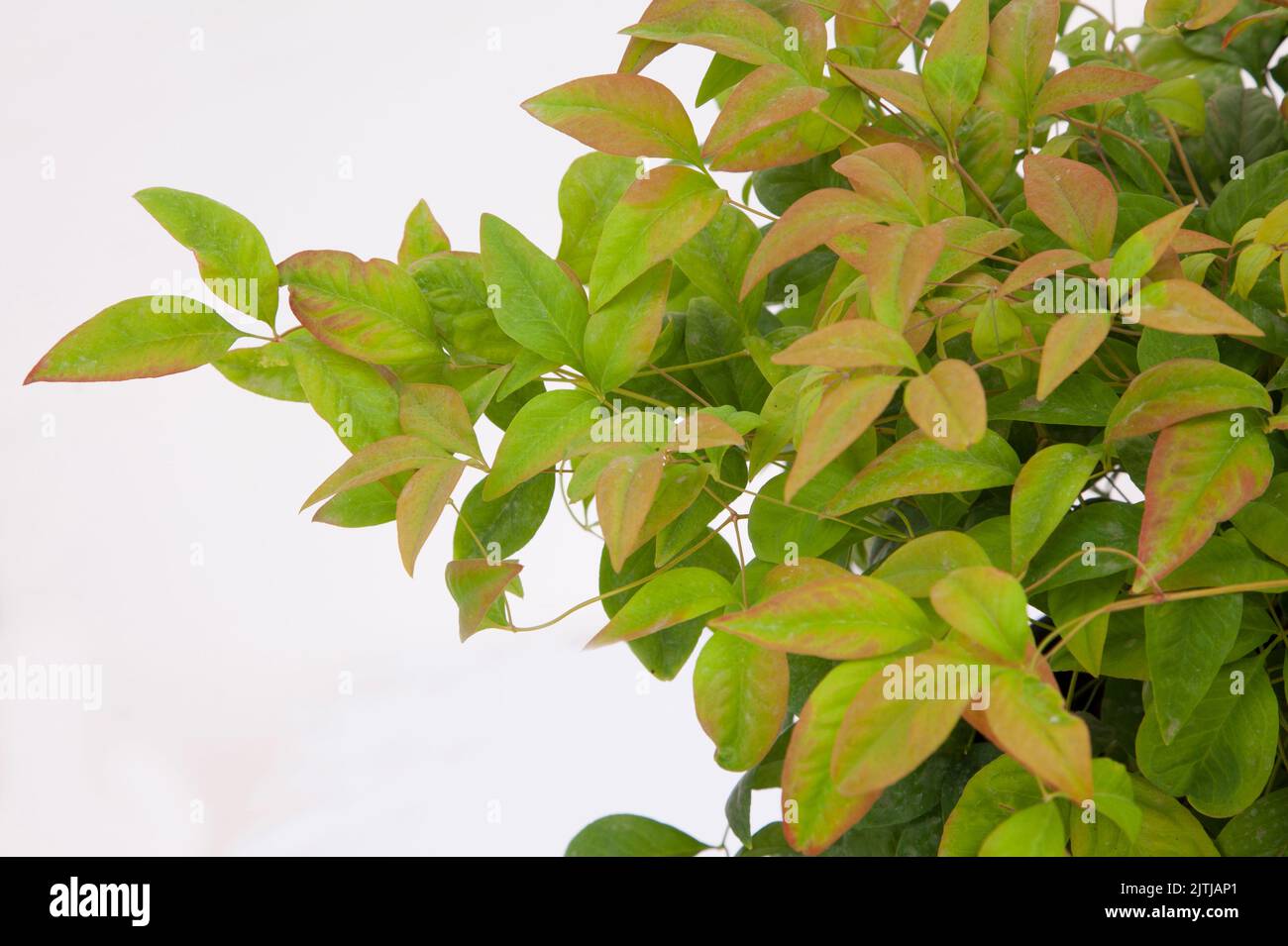 Plante Nandina domestica sur fond blanc isolé, cliché sélectif. Banque D'Images