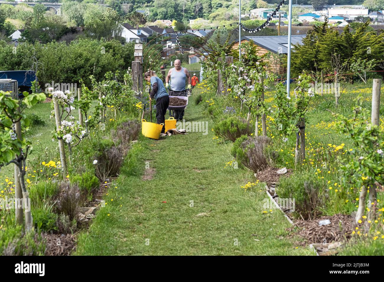 Travailleurs bénévoles à Newquay Orchard une initiative communautaire à Newquay, en Cornwall, au Royaume-Uni. Banque D'Images