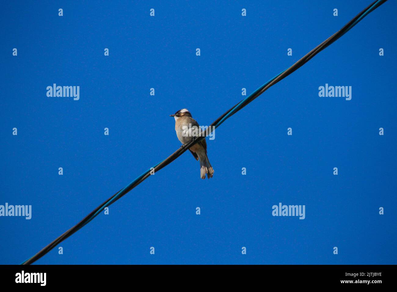 Bel oiseau assis sur le câble électrique Banque D'Images