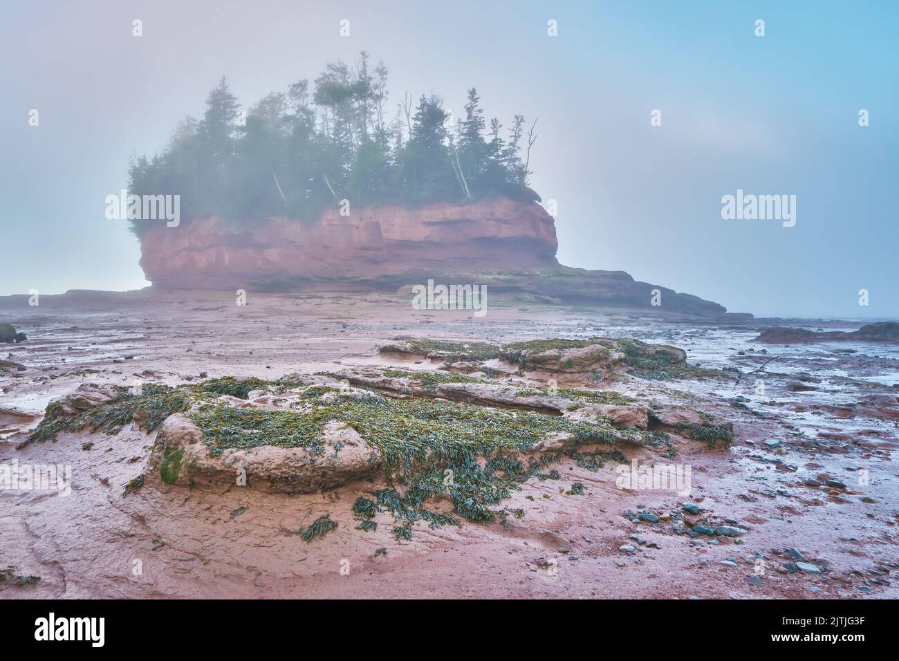 De la boue et des algues recouvrent les roches sur le plancher de la baie de Fundy, tandis qu'une seule pile de mer est enveloppée dans du brouillard matinal à Burntcoat Head, en Nouvelle-Écosse. Banque D'Images