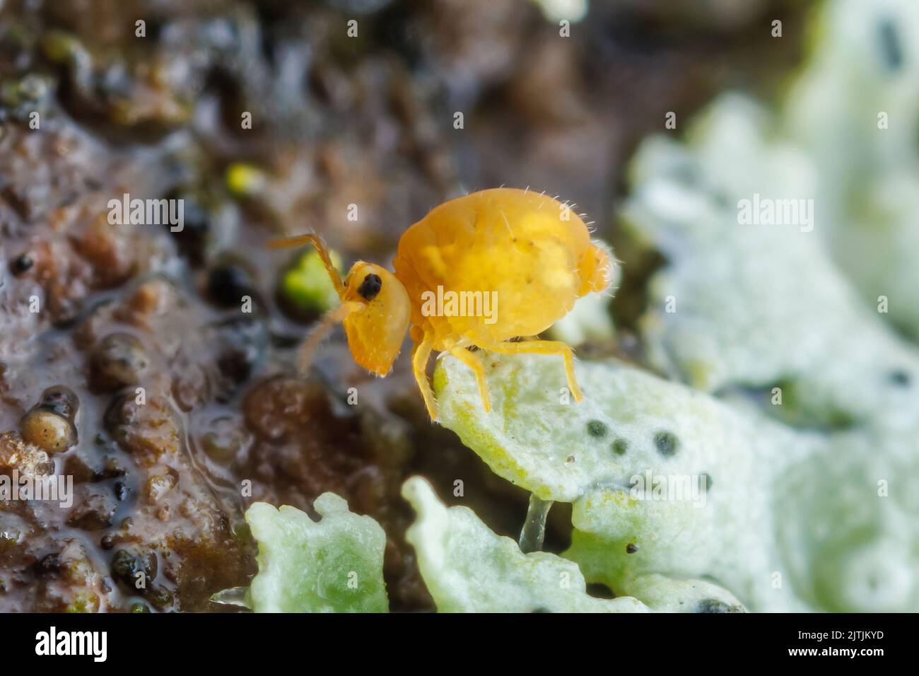 Springtail globulaire (Sminthurinus henshawi forma aureus) Banque D'Images