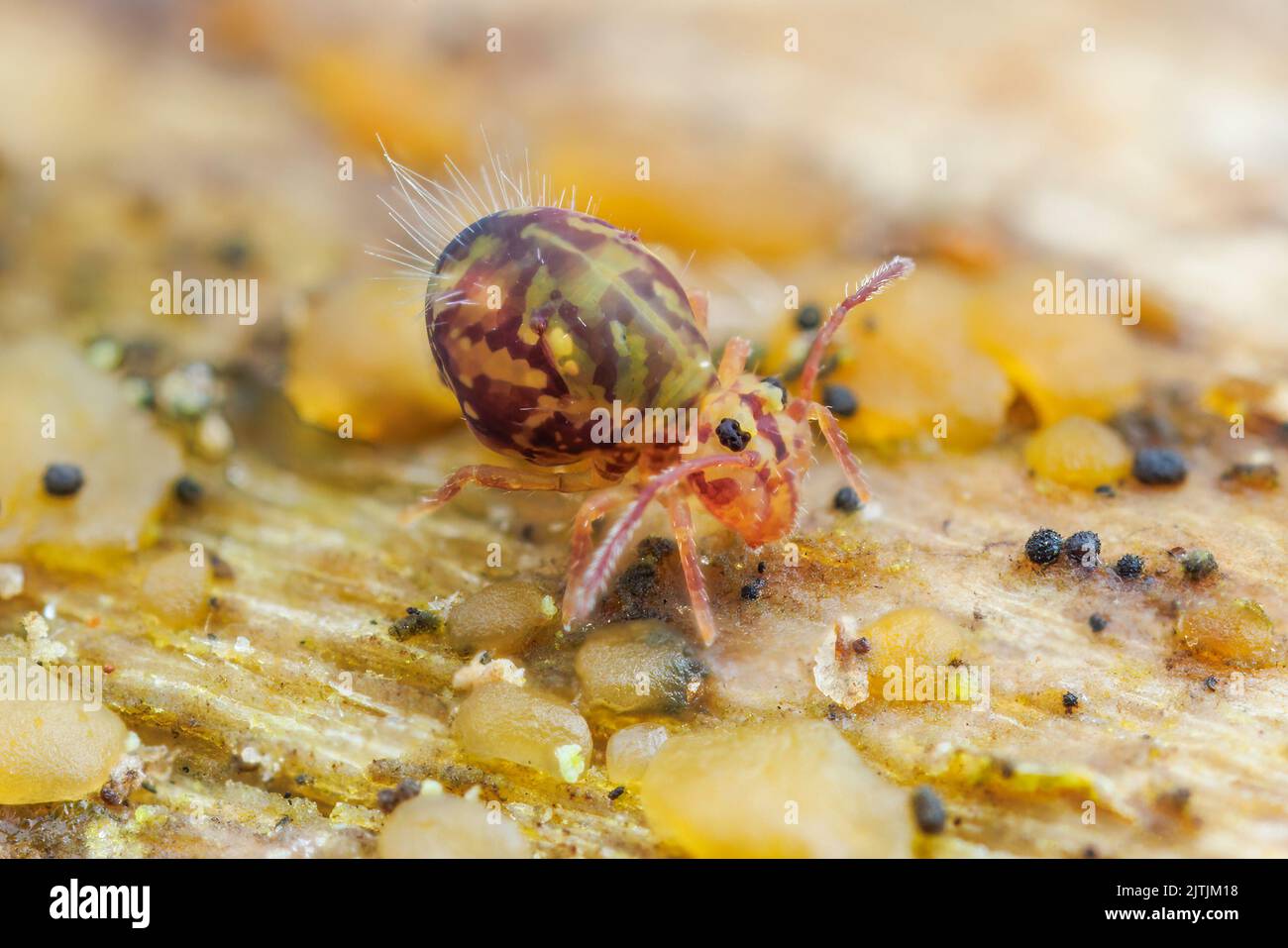 Pringtail globulaire (Dicyrtomina minuta) forma ornata Banque D'Images