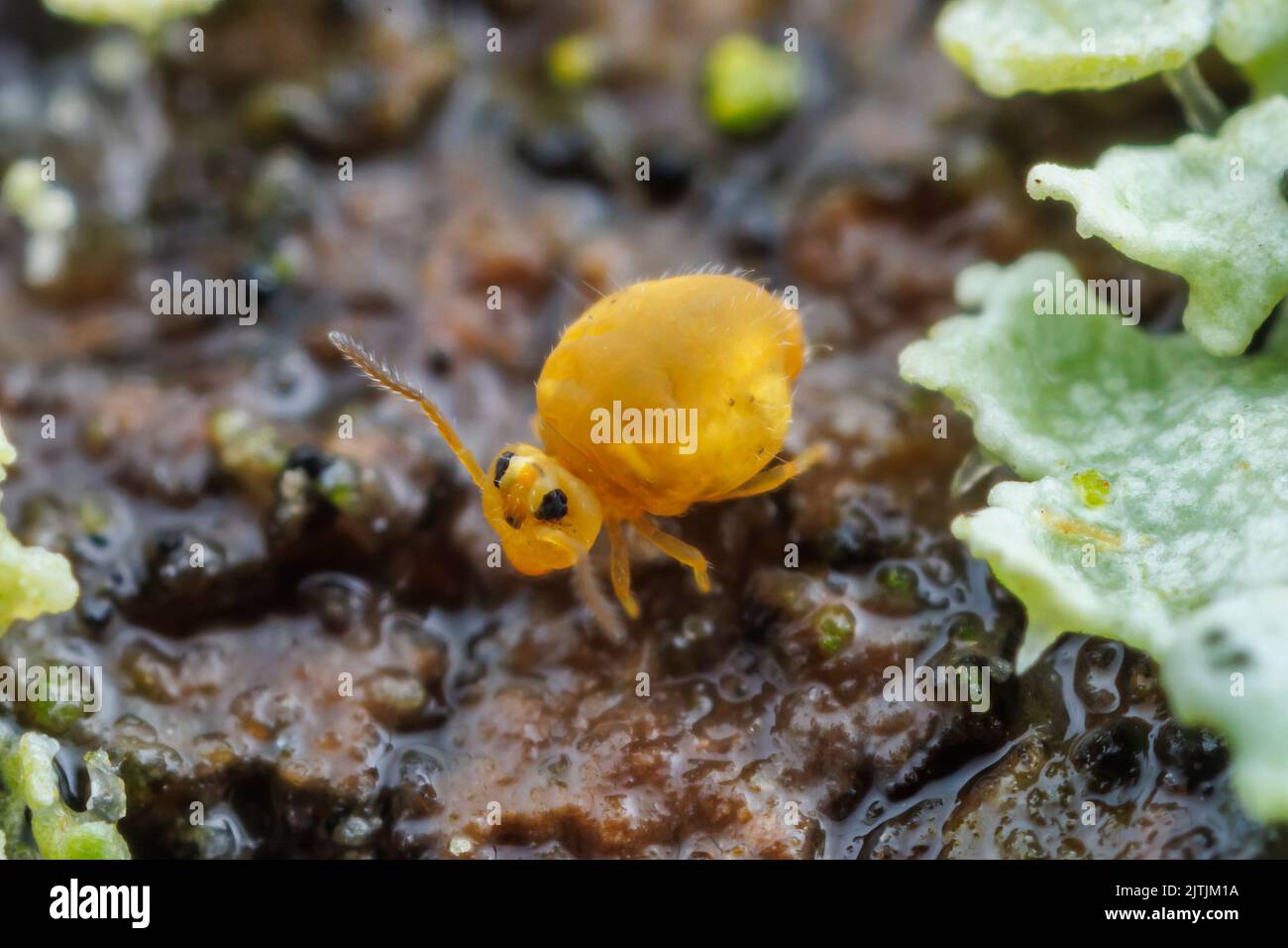 Springtail globulaire (Sminthurinus henshawi forma aureus) Banque D'Images