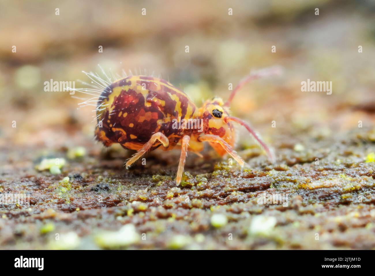 Pringtail globulaire (Dicyrtomina minuta) forma ornata Banque D'Images