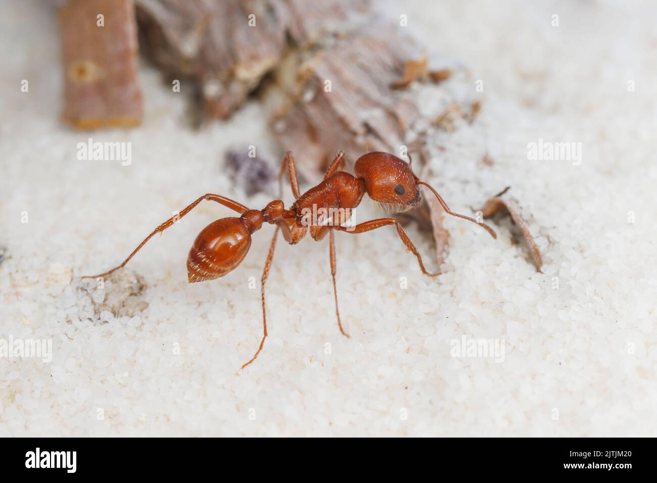 Ant pour récolteuses de Californie (Pogonomyrmex californicus) Banque D'Images