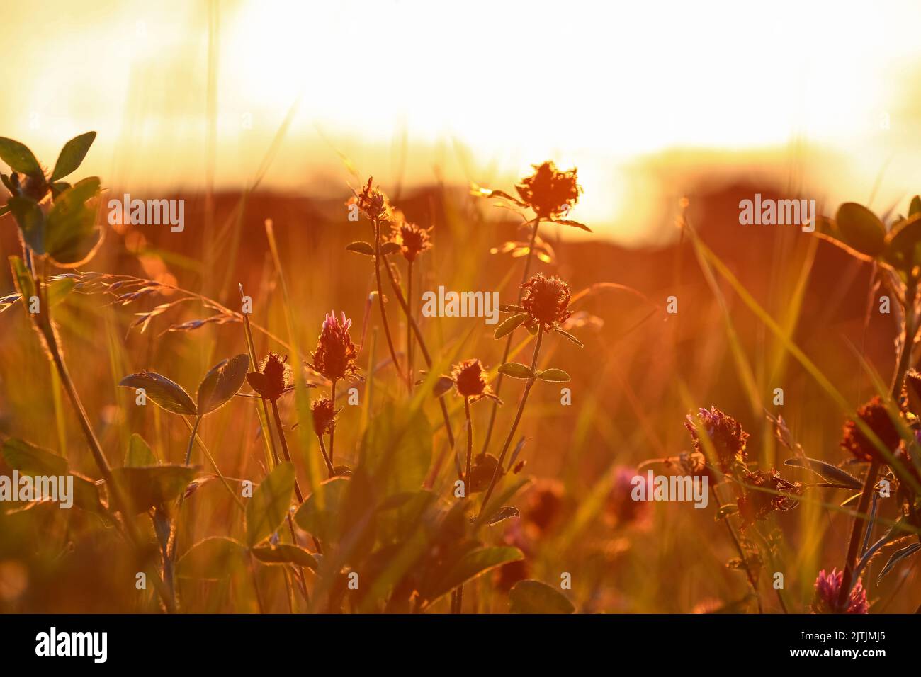 Trèfle en pleine floraison sous les rayons du soleil au coucher du soleil coloré en été Banque D'Images