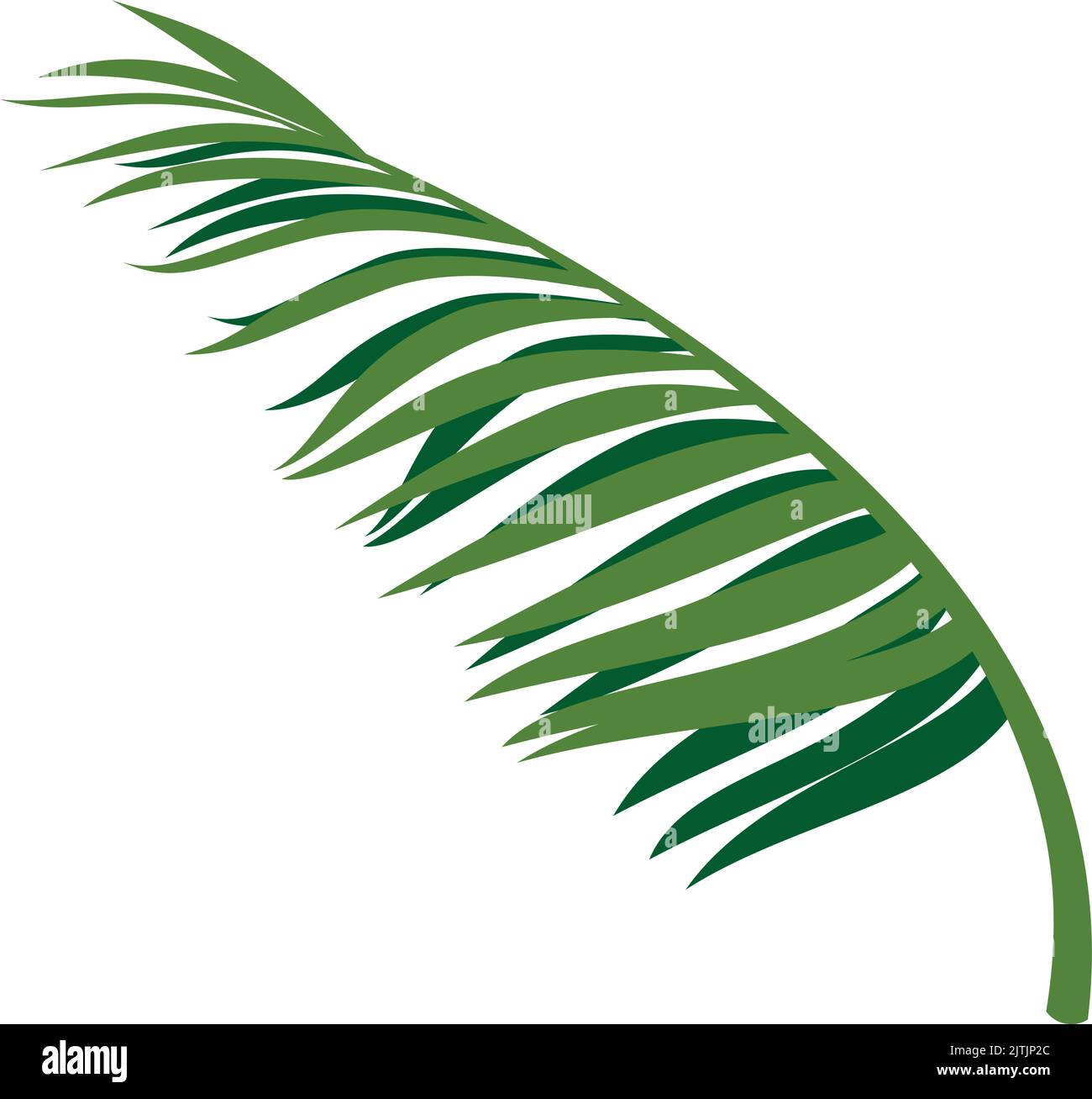 Façade Palm. Branche d'arbres de plage exotique réaliste Illustration de Vecteur