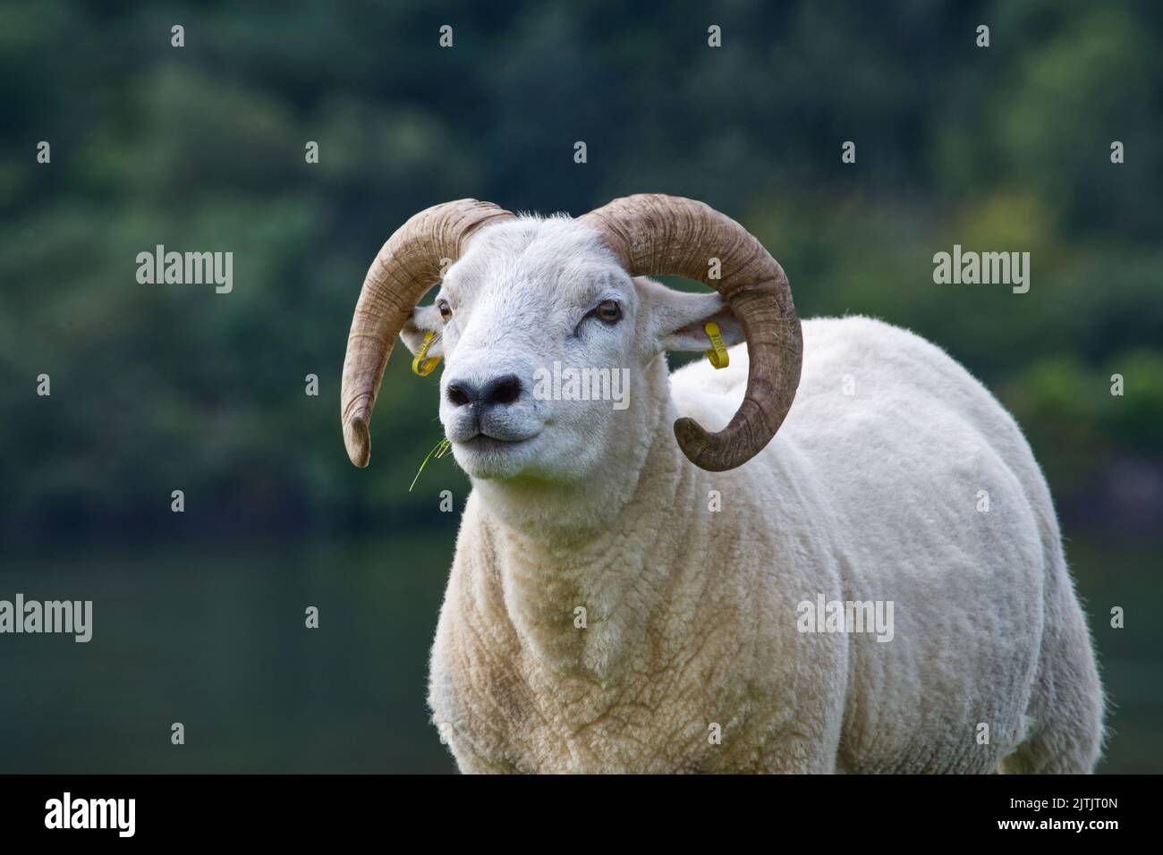 Wiltshire Horn Sheep Banque D'Images