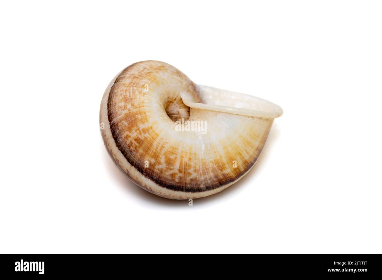 Image des escargots de cyclophoridés (Cyclophoridae) isolés sur fond blanc. Animaux sous-marins. Coquillages. Banque D'Images
