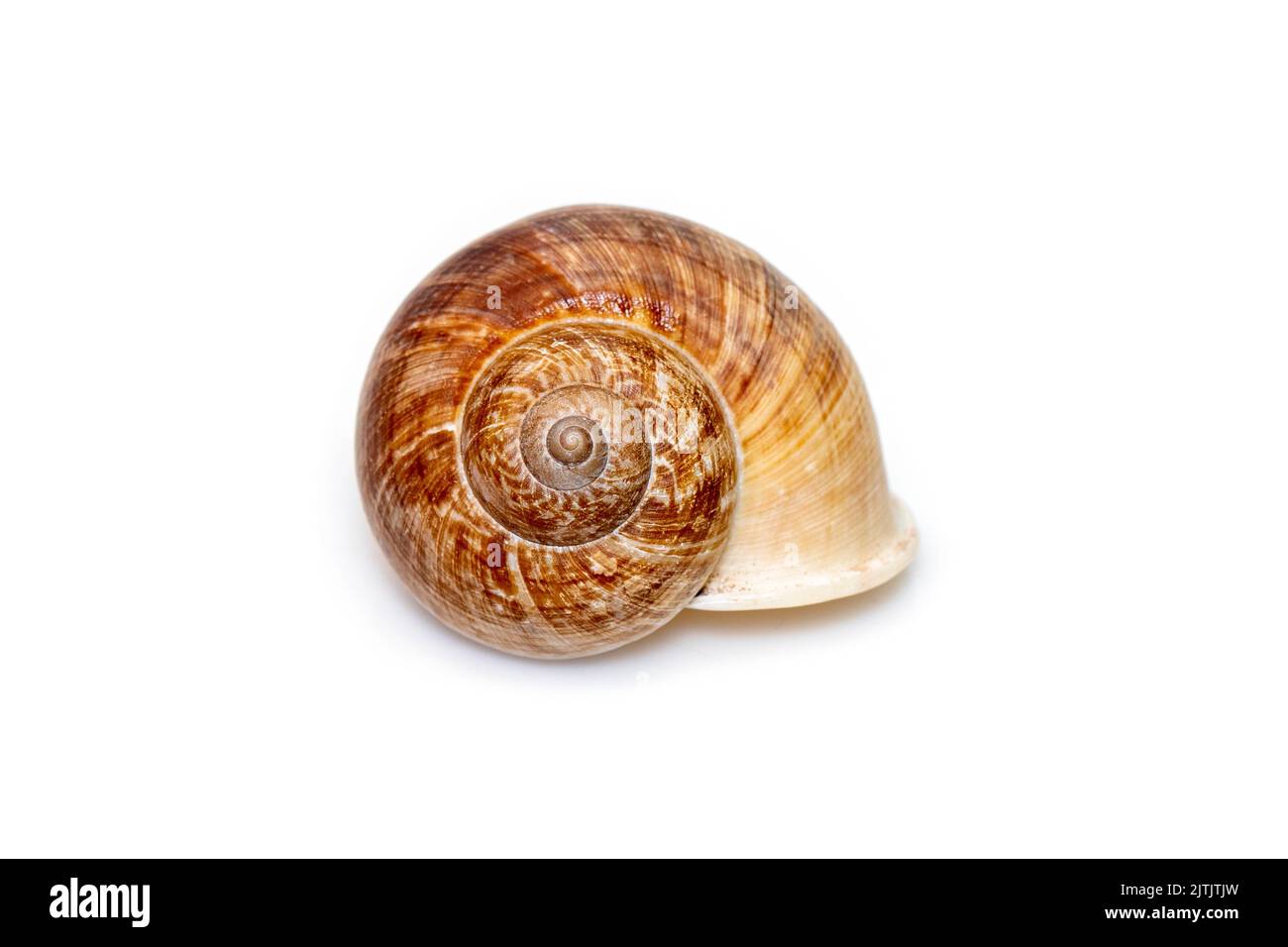 Image des escargots de cyclophoridés (Cyclophoridae) isolés sur fond blanc. Animaux sous-marins. Coquillages. Banque D'Images