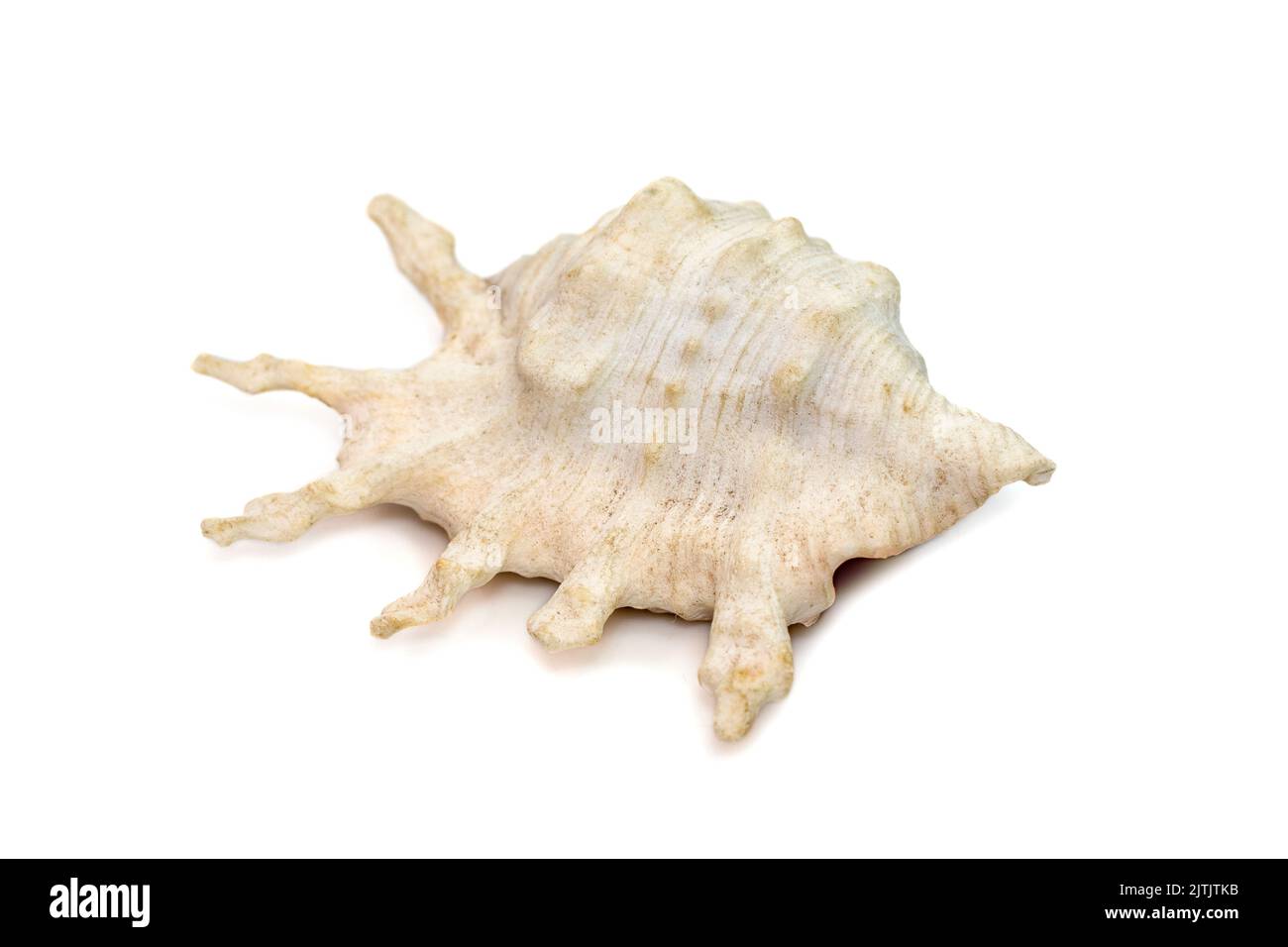 Image de lambis la coquille de la mer de scorpius, nom commun le conch de scorpion ou le conch d'araignée de scorpion, est une espèce de grand escargot de mer, un gastéropode marin mollu Banque D'Images