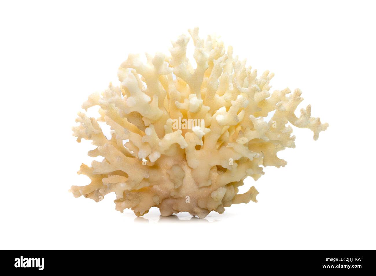 Image de cubes de corail blanc mort sur fond blanc. Animaux sous-marins. Banque D'Images