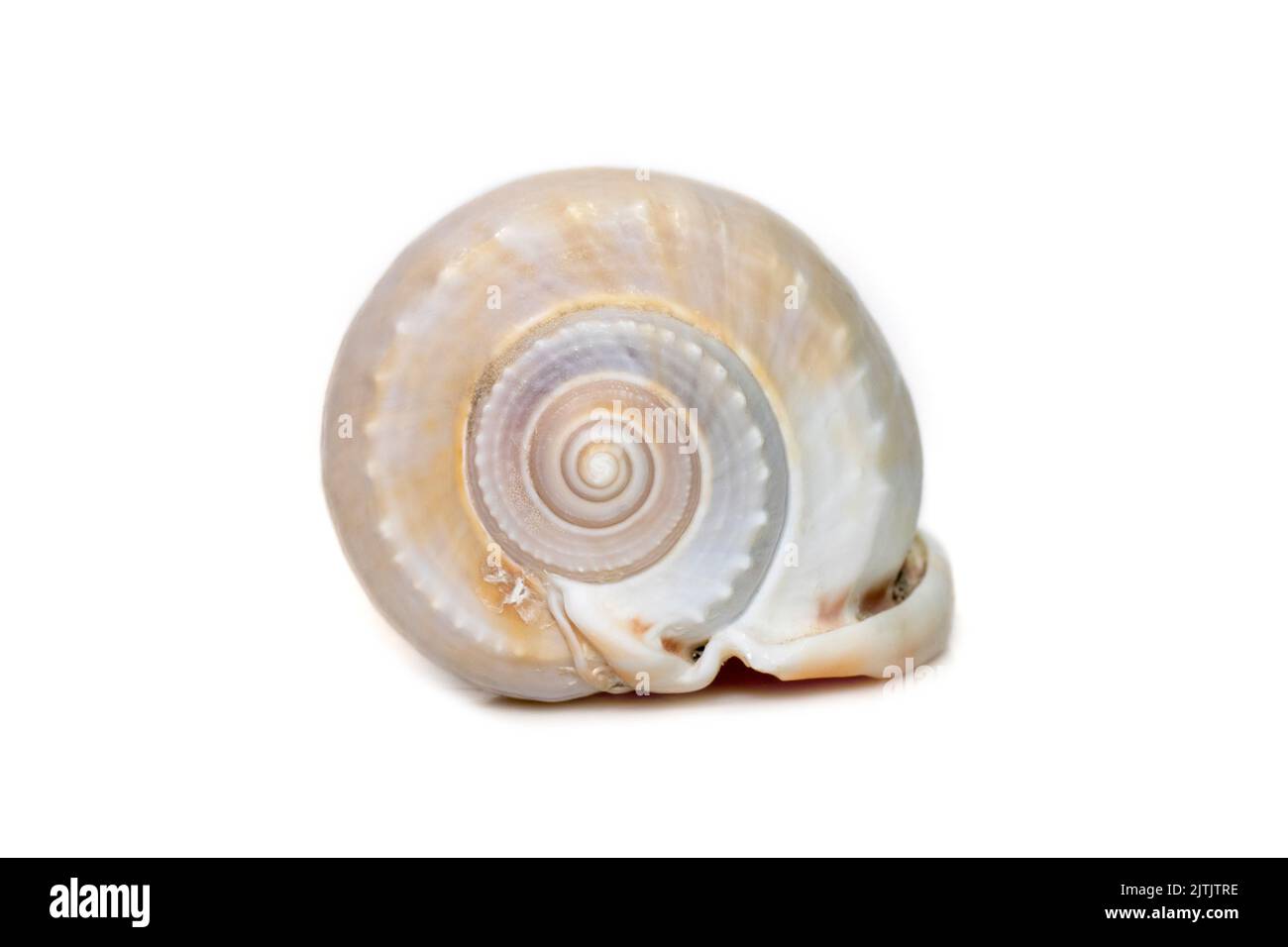 Image de la coquille du phalium glaucum, nom commun le capot gris ou le capot de glaucus, est une espèce de grand escargot de mer, un mollusque de gastropodes marins dans le fami Banque D'Images