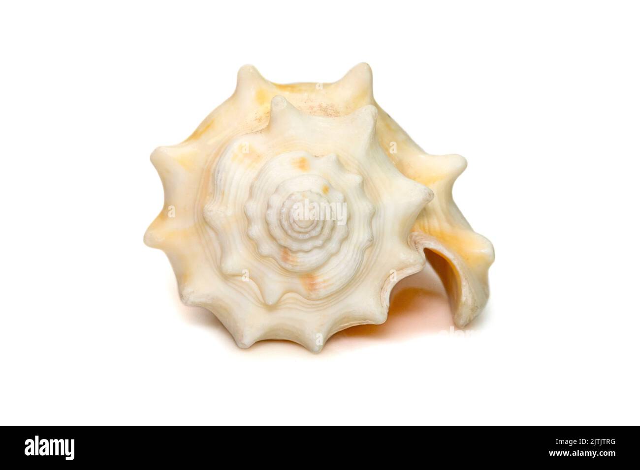 Image de la coquille marine strombus alatus, le conch combattant de Floride, est une espèce d'escargot de mer de taille moyenne, d'eau chaude, un mollusque de gastropodes marin dans le Banque D'Images