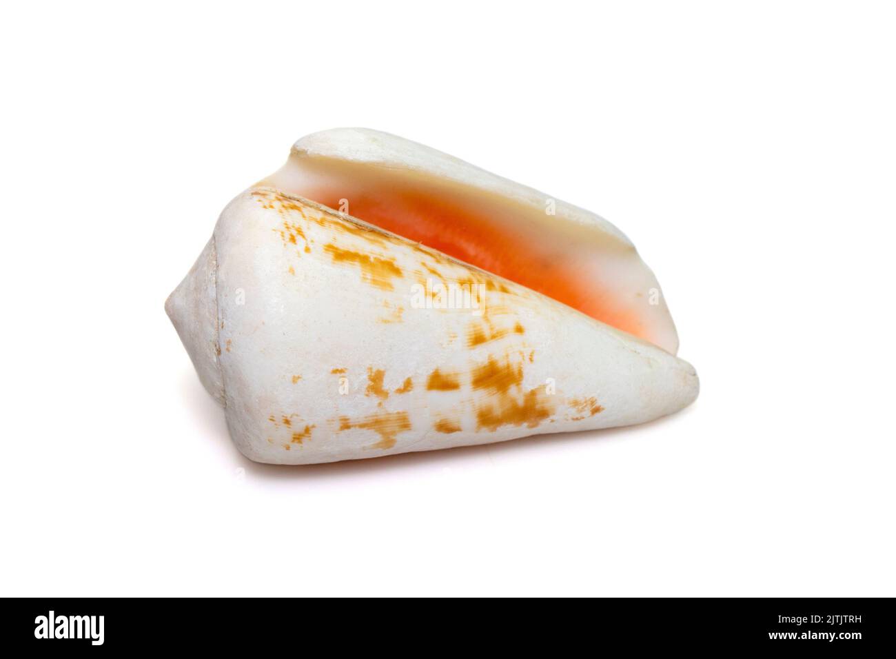 Image de la coquille de mer de strombus (Conomurex luhuanus) de fraise isolée sur fond blanc. Animaux sous-marins. Coquillages. Banque D'Images