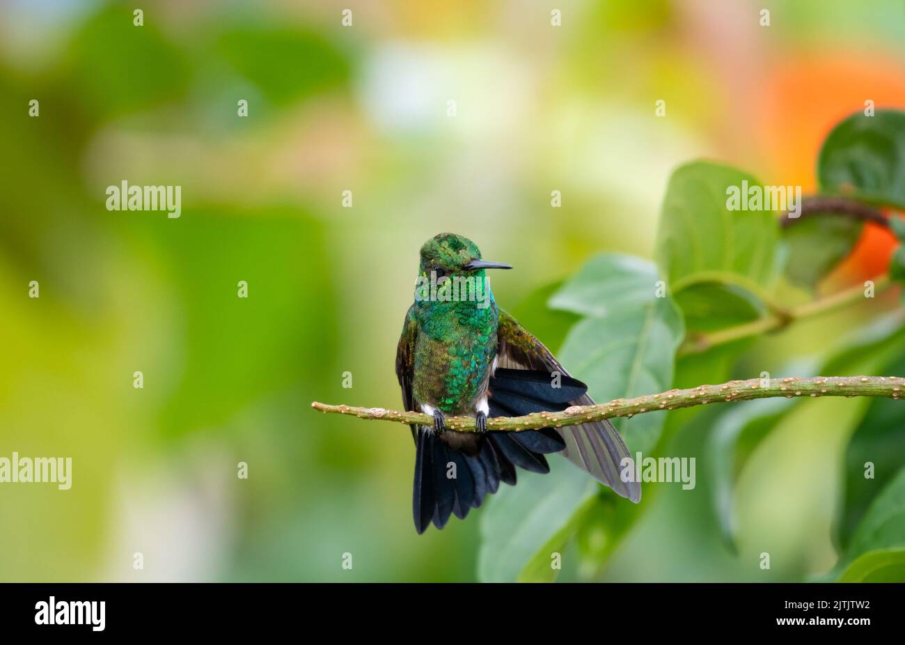 Mignon, jeune colibris s'étirant et se nettoyant dans le jardin avec un arrière-plan flou. Banque D'Images