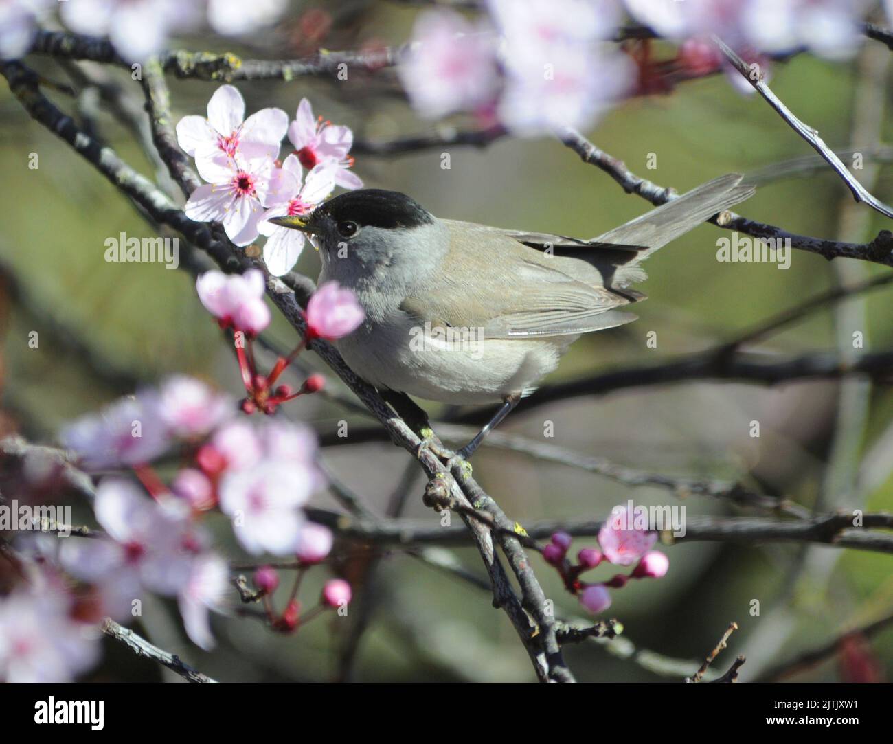 BLACKCAP ET ARBRE DE FLEURS. PIC MIKE WALKER 2013 Banque D'Images