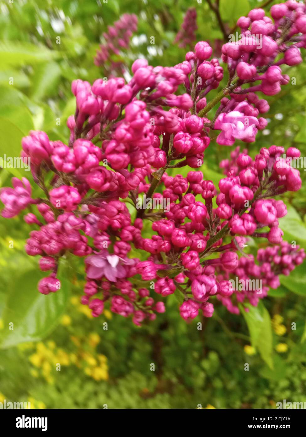 Une vue rapprochée d'un très beau lilas (Syringa villosa) dans un jardin aux fleurs et aux cocons fleuris Banque D'Images