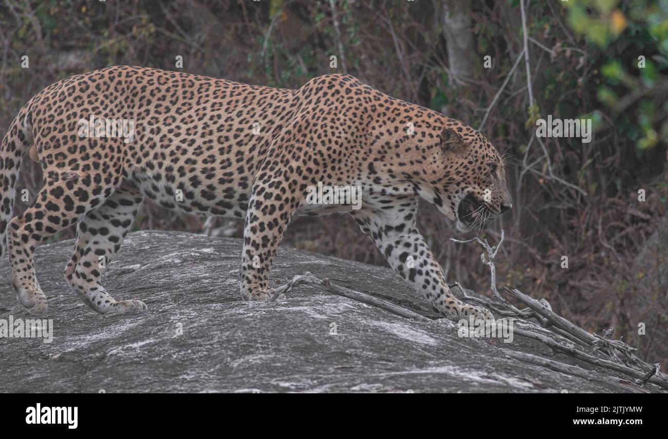 Léopard au soleil ; léopard marchant sous la lumière du soleil ; léopard en lumière dorée ; léopard sri-lankais provenant du parc national de Yala. Banque D'Images