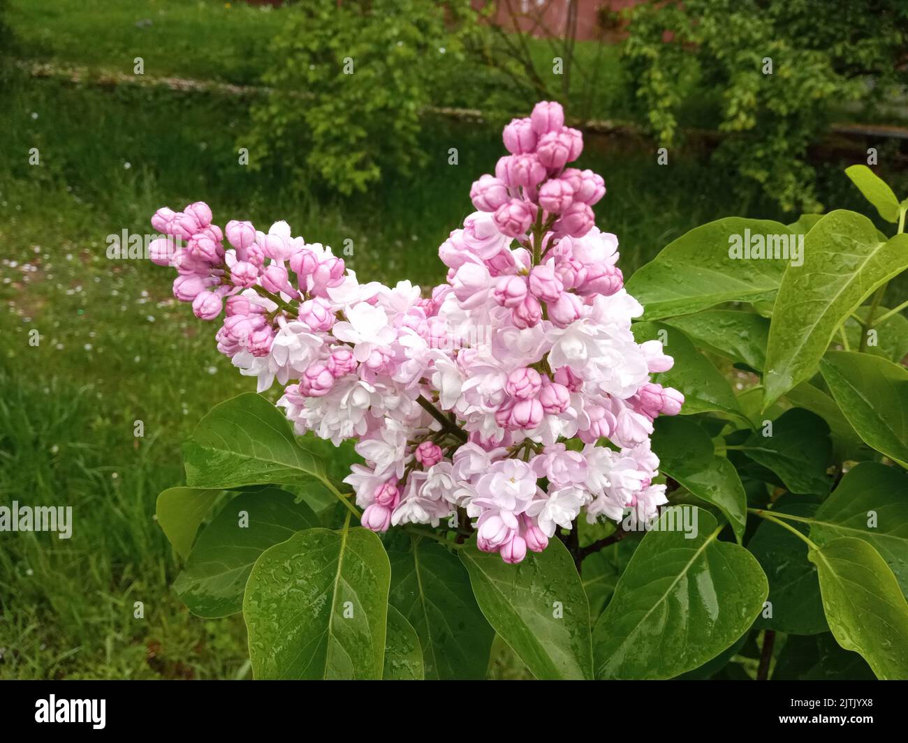 Une vue rapprochée d'un très beau lilas (Syringa villosa) dans un jardin aux fleurs et aux cocons fleuris Banque D'Images
