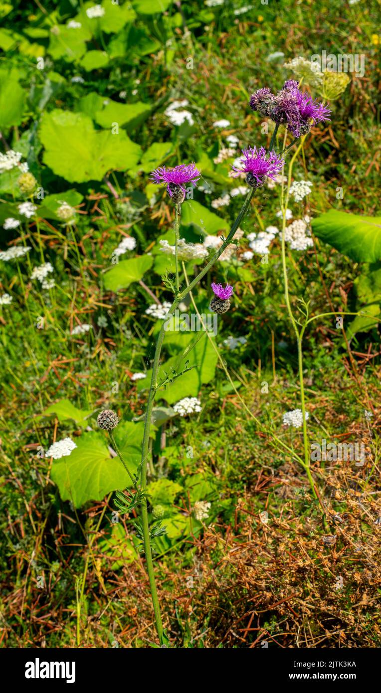 Gros plan de la plus grande knapaded (Centaurea scabiosa) Banque D'Images